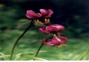 Lilium martagon ©  Pandion Wild Tours